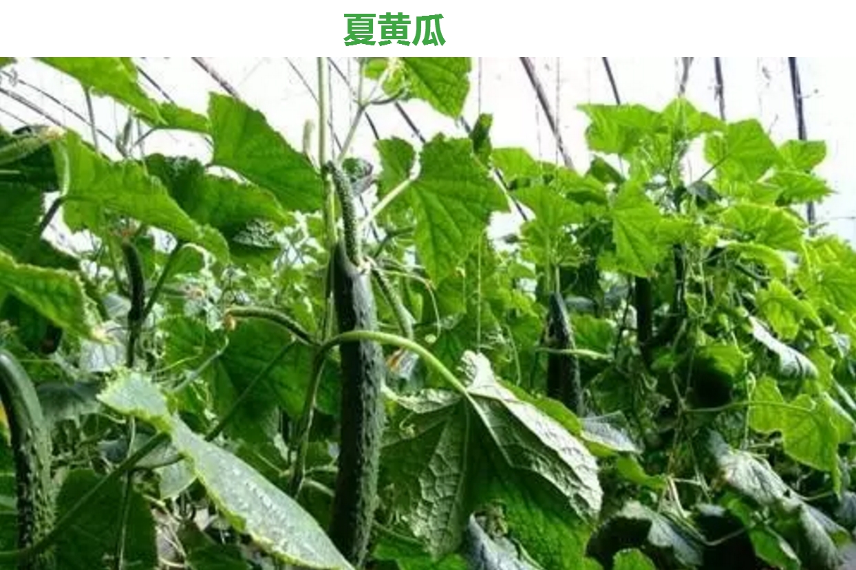夏黄瓜品种以夏秋霜,露丰,津杂2号为主.