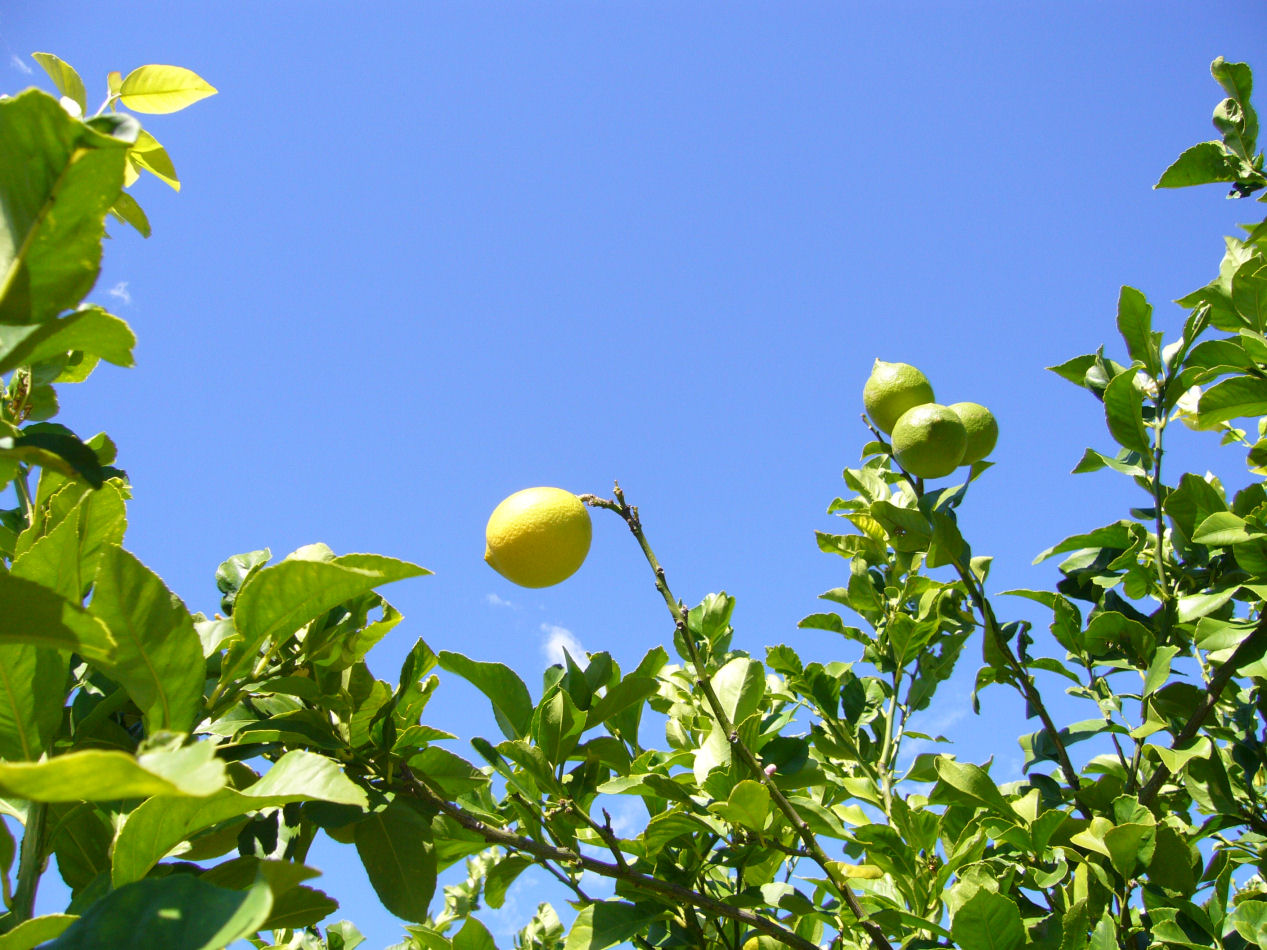 黎安明是潼南众多柠檬种植户中的一个缩影.