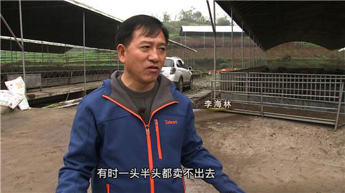 黑猪年销售额从100万元增至1亿元看重庆涪陵的李海林如何一次