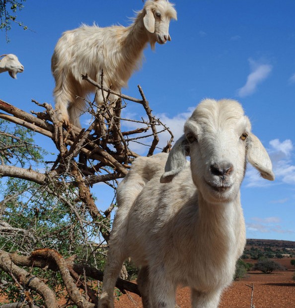从山羊嘴里掉落地上的阿甘果核.