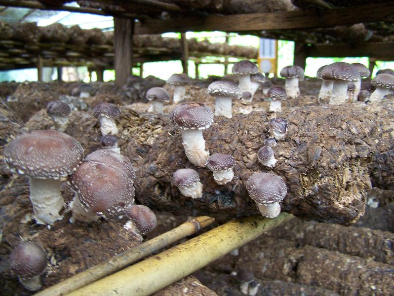 一幢600立方的冷库在冬日的阳光里泛着亮光,一框框散发阵阵香气的香菇