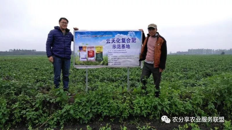对长期高产而不施有机肥的大田来说,要注意中微量元素的补施.