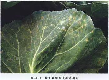 (3)上海青霜霉病(4)辣椒霜霉病就是在植物的病部产生大量的白色疏松