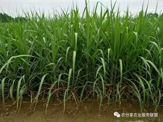 凭着一股子吃苦耐劳的韧劲儿,硬是将200亩地热火朝天地种上了甘蔗"粤