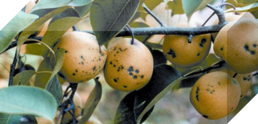 梨黑星病又名疮痂病,在我国梨产区发生普遍,是梨树的一种主要病害